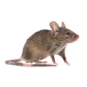 rodents extermination