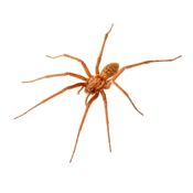 spiders pest control