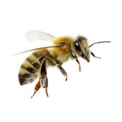Bees, Wasps and Hornets Removal