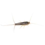 Silverfish Bugs in Canada