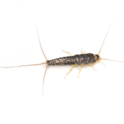 silverfish control