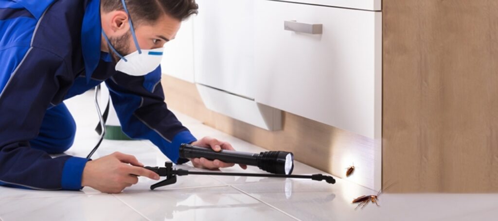 Pavement Ants Control