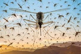 Mosquitoes Lifespan