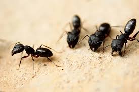Ant Exterminator