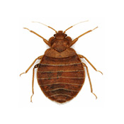 bed bug extermination services